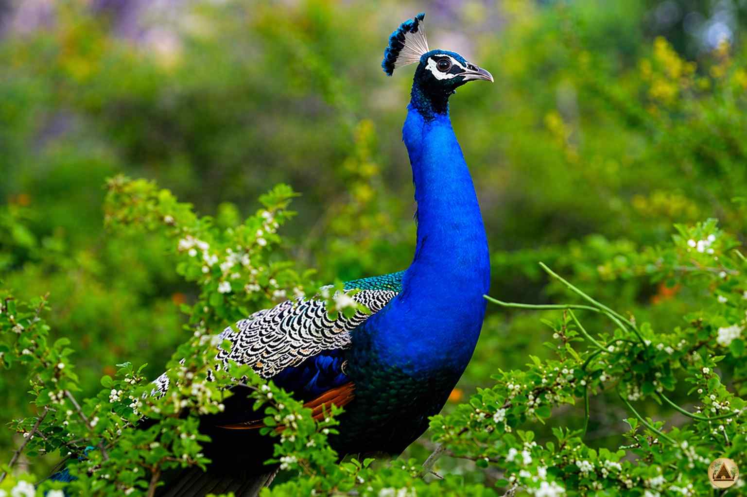 Tropical nature landscape